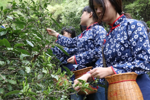 1775637942207989.jpg 采古树茶.JPG